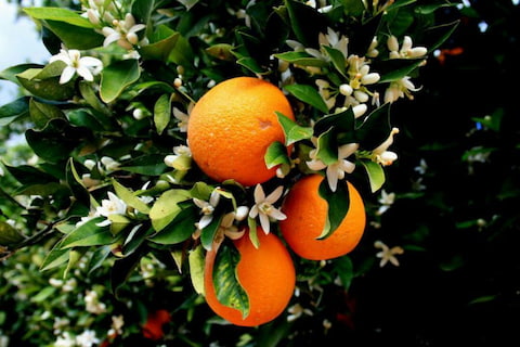 تصویر 3 از قیمت عرق بهار نارنج شیراز با کیفیت ارزان + خرید عمده
